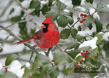 Cardinal Bird Snow on Than 2 Weeks I Want The Snow Done I M Thinking About Spring Already