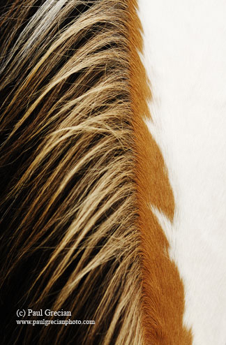 markings on horse. horse#39;s mane and markings.