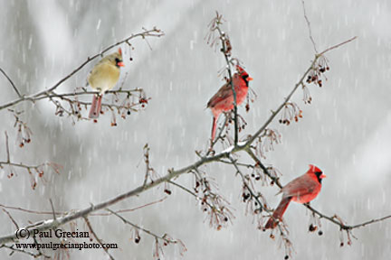 Cardinals-in-Snow