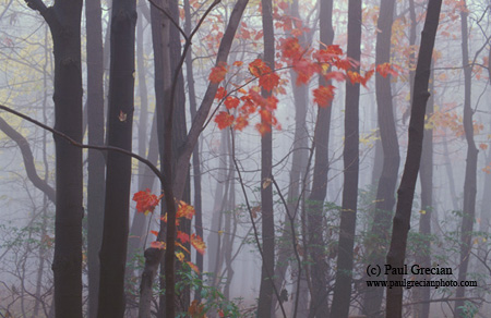 Misty-Woods