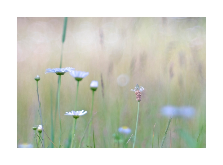 daisy-meadow